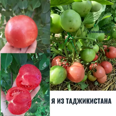 семена помидора Я из Таджикистана