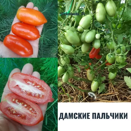 семена помидора Дамские Пальчики
