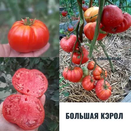 семена помидора Большая Кэрол