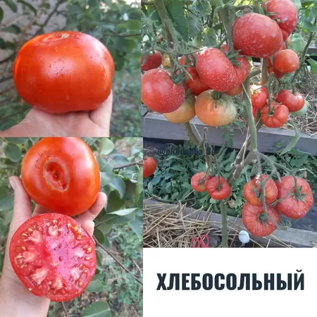 семена помидора Хлебосольный