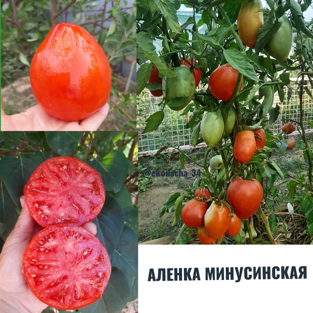 Купить семена помидора Аленка Минусинская