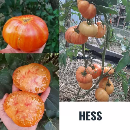 семена помидора Hess