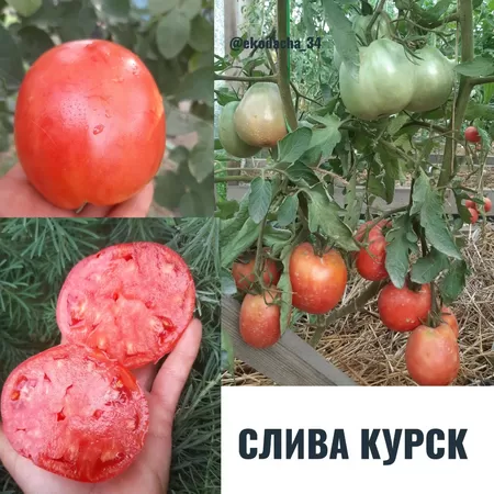 семена помидора Слива Курск