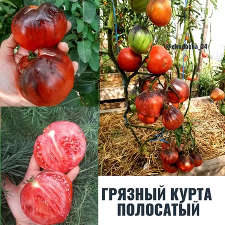семена помидора Грязный Курта Полосатый