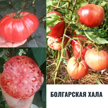  семена помидора Болгарская Хала