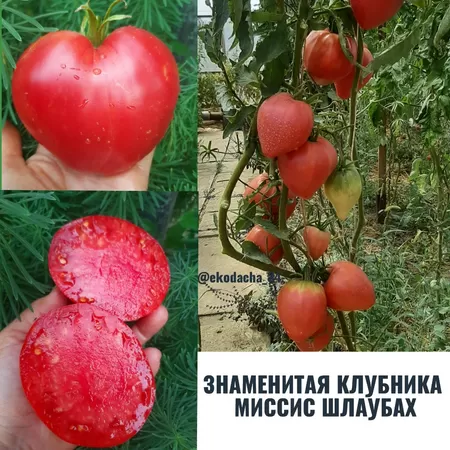  семена помидора Знаменитая Клубника Миссис Шлаубах
