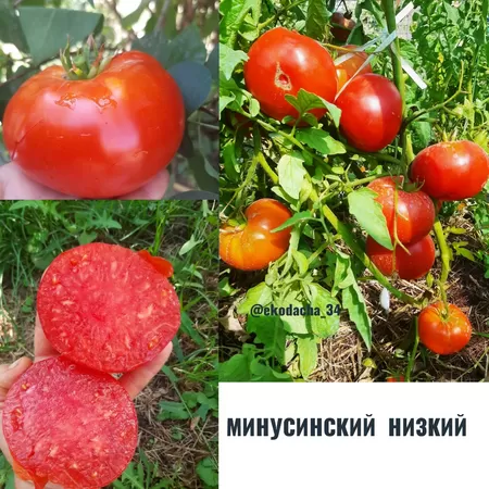 семена помидора Минусинский низкий