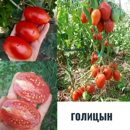 семена помидора Голицын