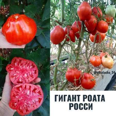 семена помидора Гигант Роата Росси