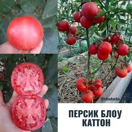  семена помидора Персик Блоу Каттон