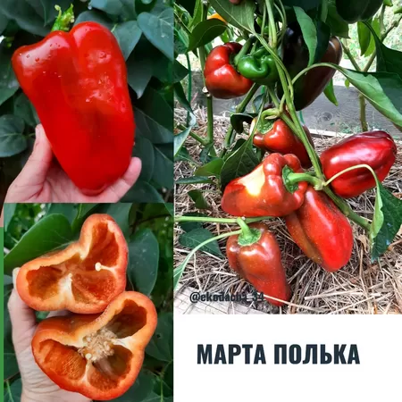 семена перца Марта Полька Красная