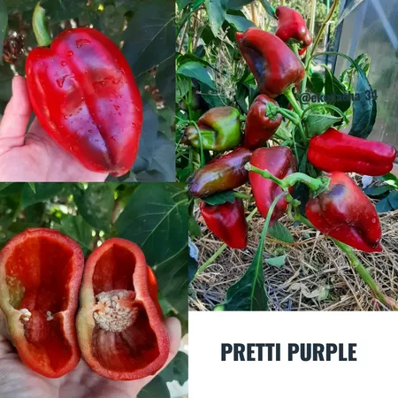  семена перца Pretti Purple