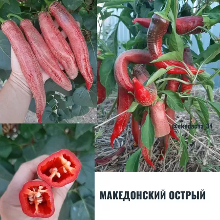  семена перца Македонский острый