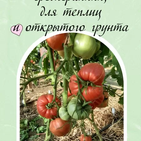 семена томата Бабушка Бейкера