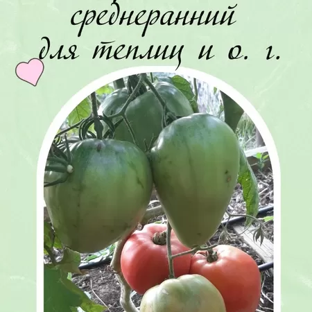  семена томата Бычье Сердце Огромное