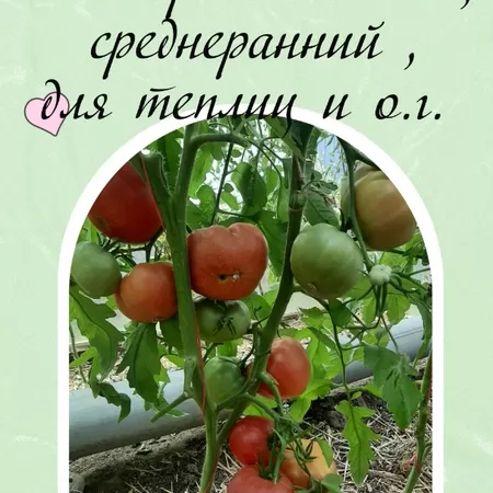 семена томата Болгарский Винный Великан