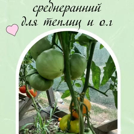 семена томата Дикси Золотой Гигант