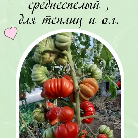  семена томата Лев Минусинский