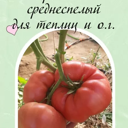 семена томата Минусинский Великан