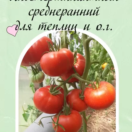 семена томата Башкирский Красавец