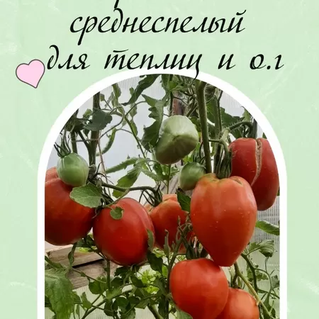 семена томата Красное Сердце Италии