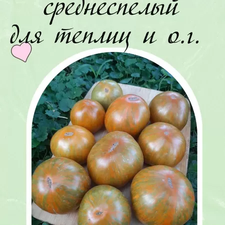 семена томата Козула 179