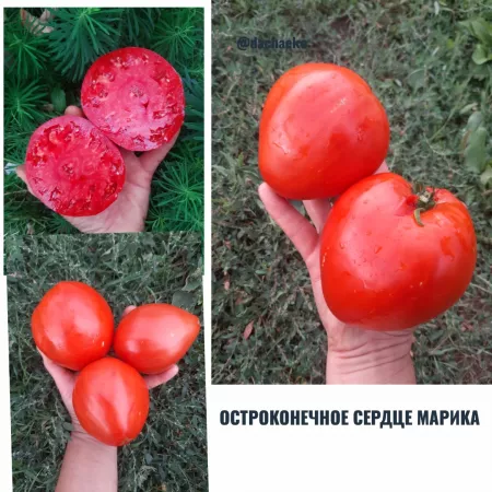 Семена помидора Остроконечное сердце Марика
