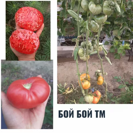 Семена помидора Бой Бой ТМ