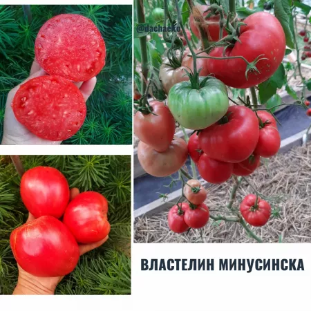 Семена помидора Властелин Минусинска 