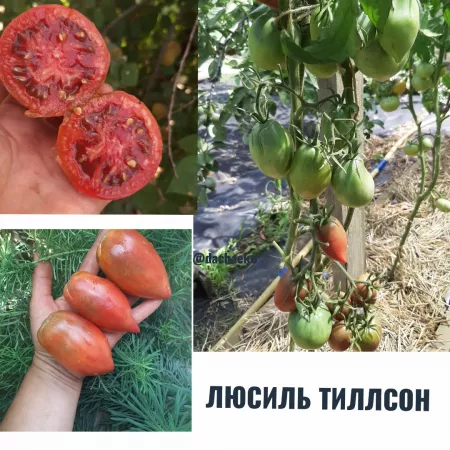 Семена помидора Люсиль Тиллсон